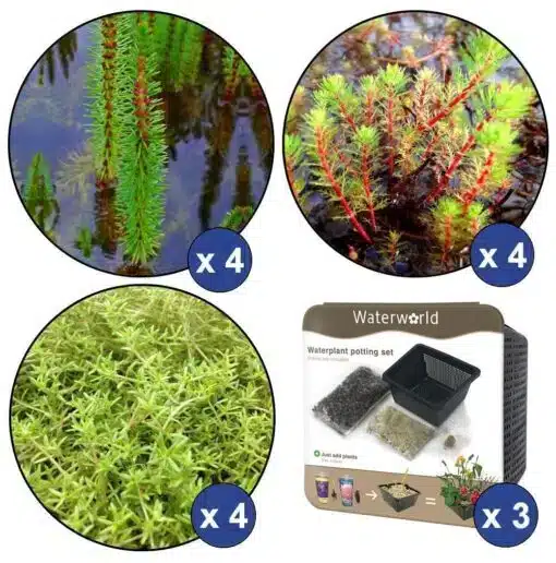Hapnikutaimede korvide pakett 12 taime 1000 - 1500 liitri vee jaoks 2 Hapnikutaimede korvide pakett 12 taime 1000 - 1500 liitri vee jaoks - Pilt 2