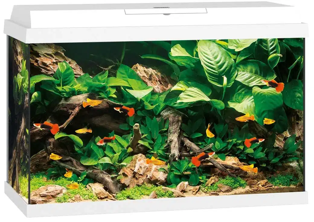 Akvaarium Primo LED 60L-110L 2 Akvaarium Primo LED 60L-110L - Pilt 2