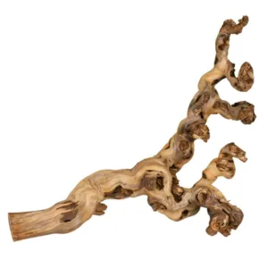 Terraariumi dekoor Viinamarjapuu, XL 55-80 cm