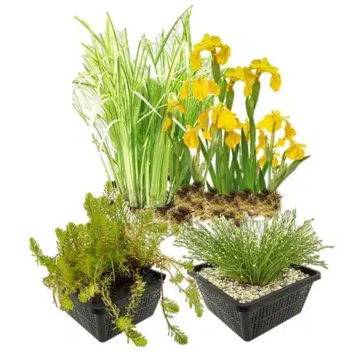 Plantenfilter Vijver Mix 32 planten 510x510 1