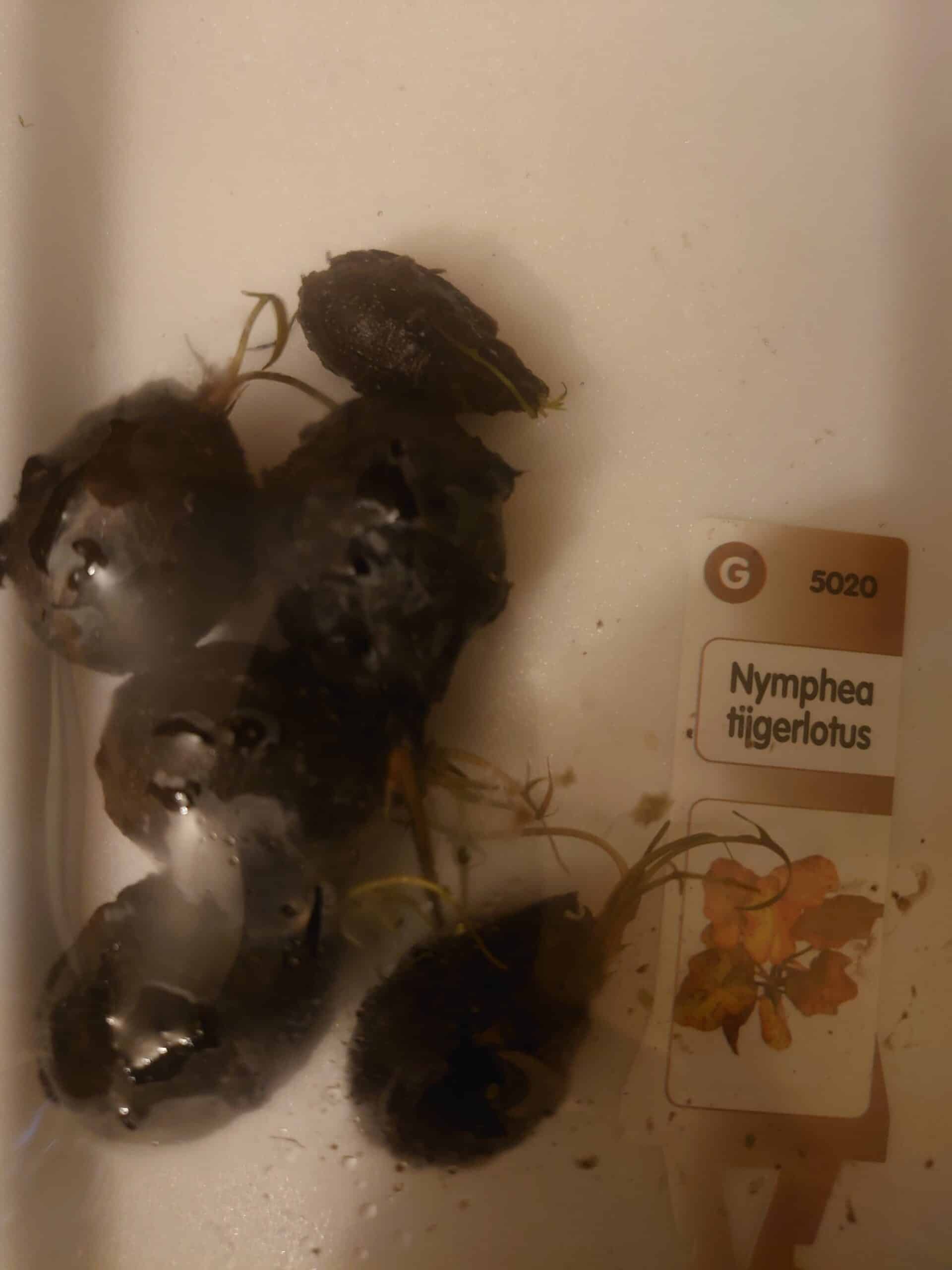 Nymphaea tiigerlootose mugul ilma lehtedeta 2 Nymphaea tiigerlootose mugul ilma lehtedeta - Pilt 2