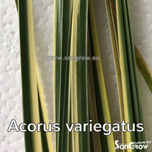Acorus variegatus (valge/roheline) 2 Acorus variegatus (valge/roheline) - Pilt 2