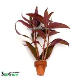 Alternanthera lilachina