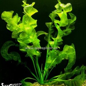 Aponogeton ulvaceus lehega