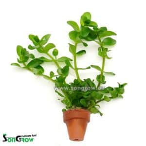 Bacopa caroliniana - Lemon Bacopa