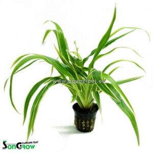 Chlorophytum bichetii