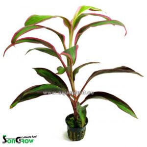 Cordyline punane serv