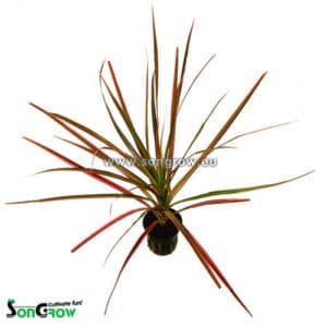 Dracaena marginata Red
