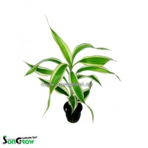 Dracaena sanderiana valge/roheline