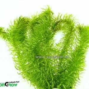 Egeria najas