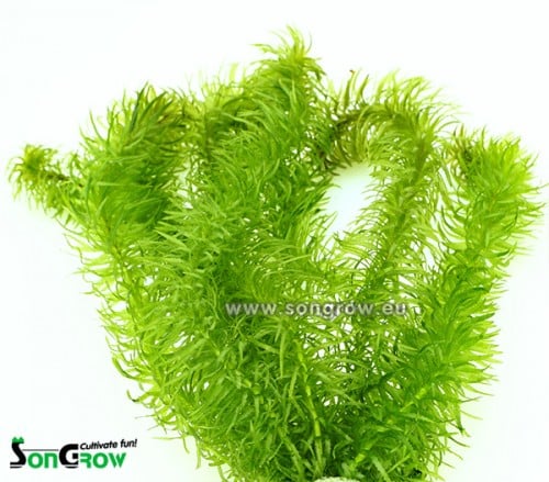 Egeria najas 1 Egeria najas