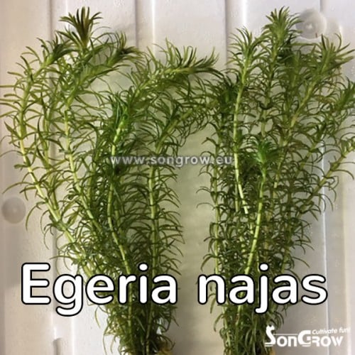 Egeria najas 2 Egeria najas - Pilt 2