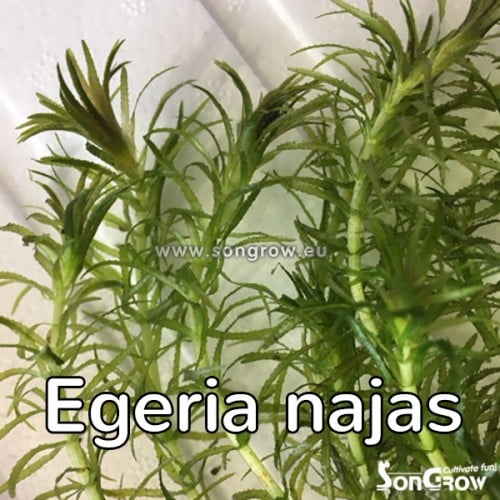 Egeria najas 3 Egeria najas - Pilt 3