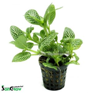 Fittonia roheline