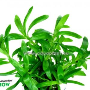 Heteranthera zosterifolia