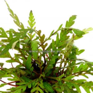 Hygrophila pinnatifida