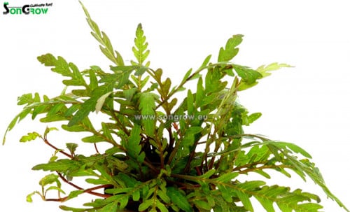Hygrophila pinnatifida 1 Hygrophila pinnatifida