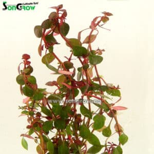 Ludwigia sp Super punane