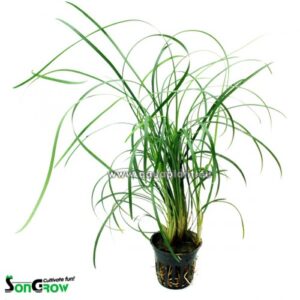 Ophiopogon japonicus