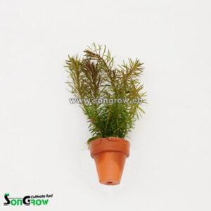 Rotala wallichii 