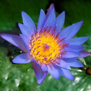 Sinine vesiroos 'Blue Queen' – Nymphaea