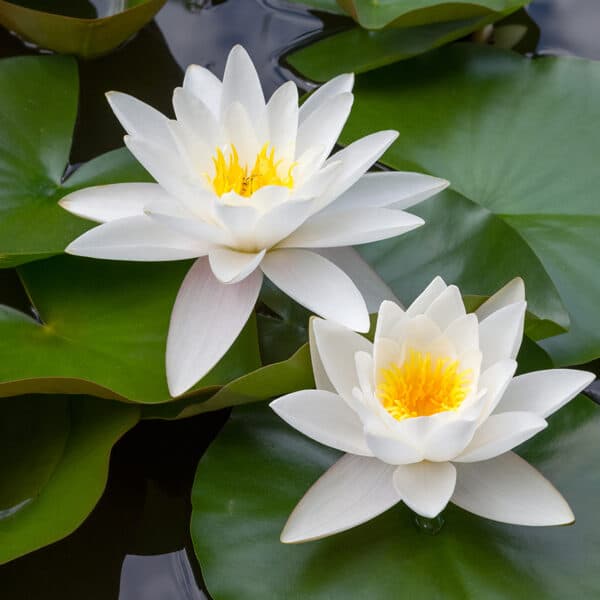 Valge vesiroos Nymphaea Albatross 1