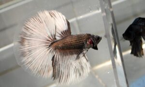 Betta kala (Betta splendens) Hooldus 3 HM copper betta