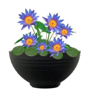 Terrassitiik Hardy Blue Vesiroos