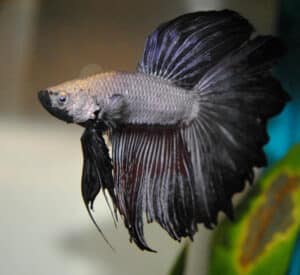 Betta kala (Betta splendens) Hooldus 6 betta 2