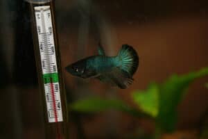Betta kala (Betta splendens) Hooldus 4 betta