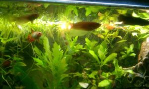 Betta kala (Betta splendens) Hooldus 5 betta s