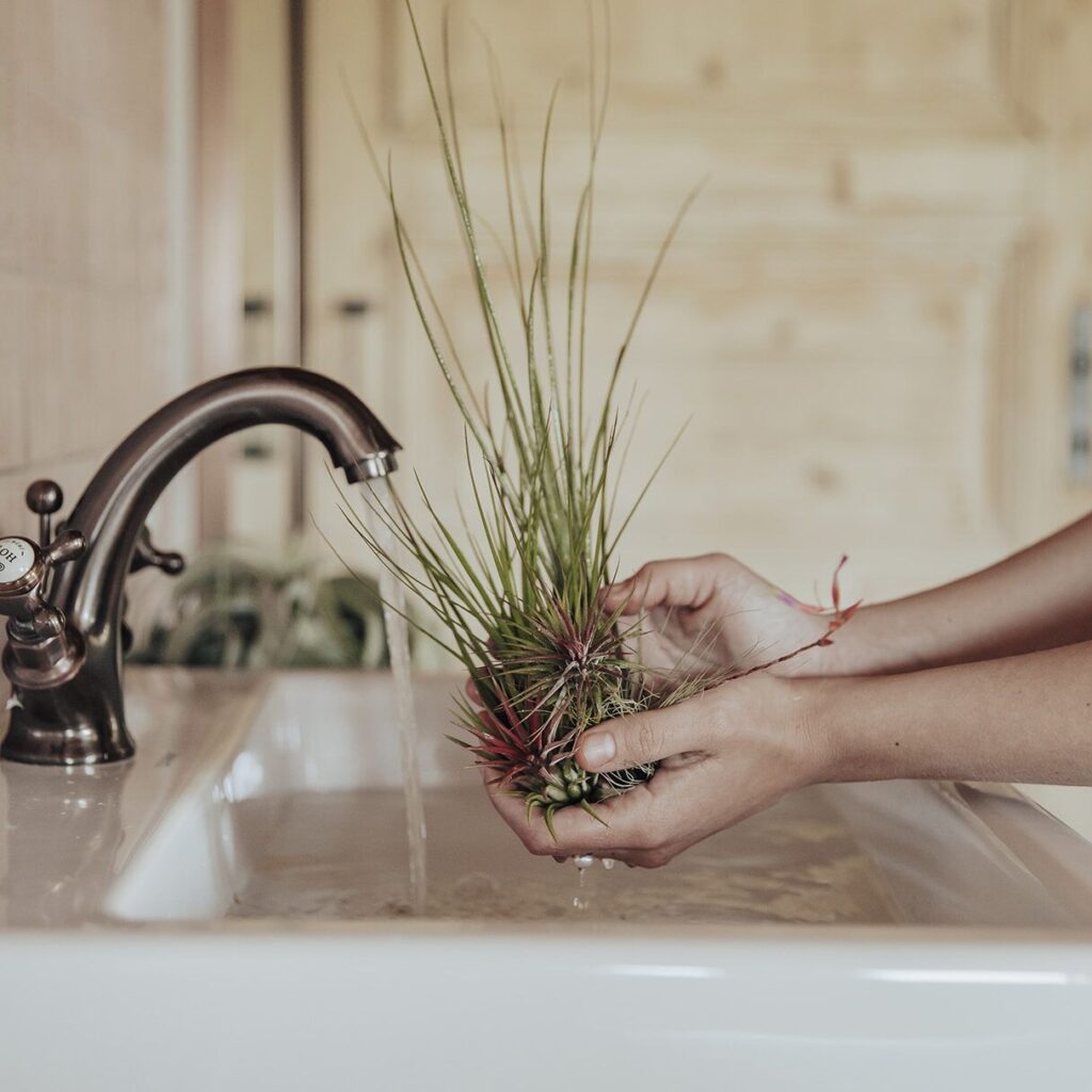 Tillandsia hooldus 1 corsaplants landelijk lr 43 e16707760017192209784956938722921