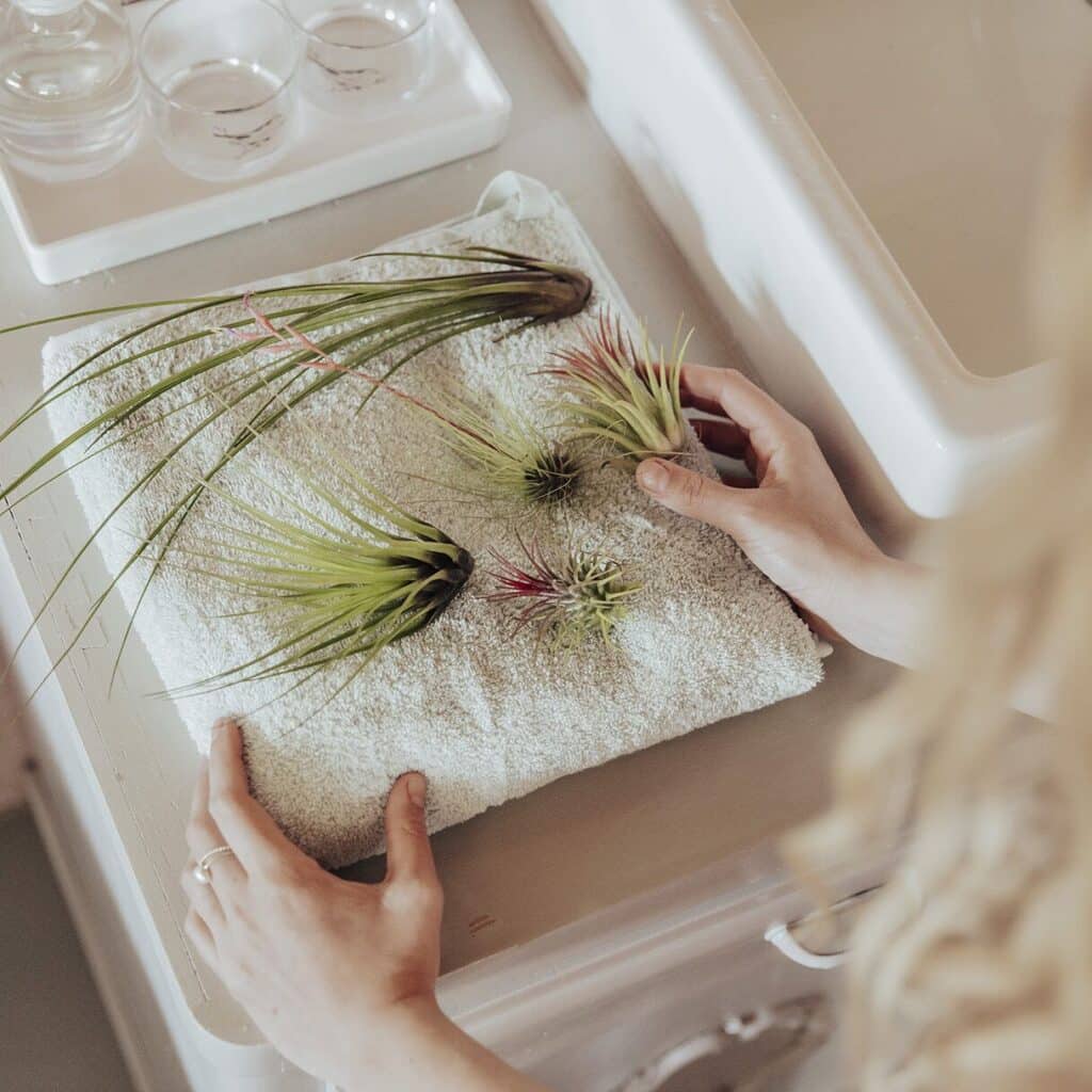 Tillandsia hooldus 3 corsaplants landelijk lr 45 e16707761827135987249197768883094