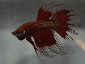 Betta kala (Betta splendens) Hooldus 1 kroonsaba punane betta