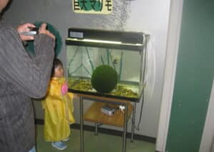 Marimo (Aegagropila linnaei) Hooldus 2 marimo 1