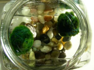 Marimo (Aegagropila linnaei) Hooldus 4 marimo 2