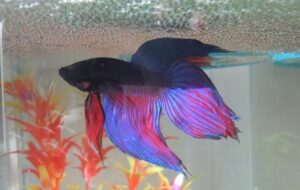 Betta kala (Betta splendens) Hooldus 2 veiltail betta