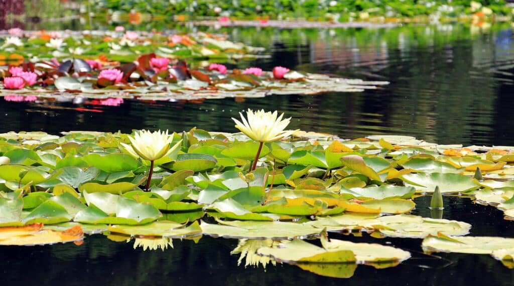 Taimefiltrid asendavad pumpasid ja filtreid 4 water lilies nuphar aquatic plants flowers 158623
