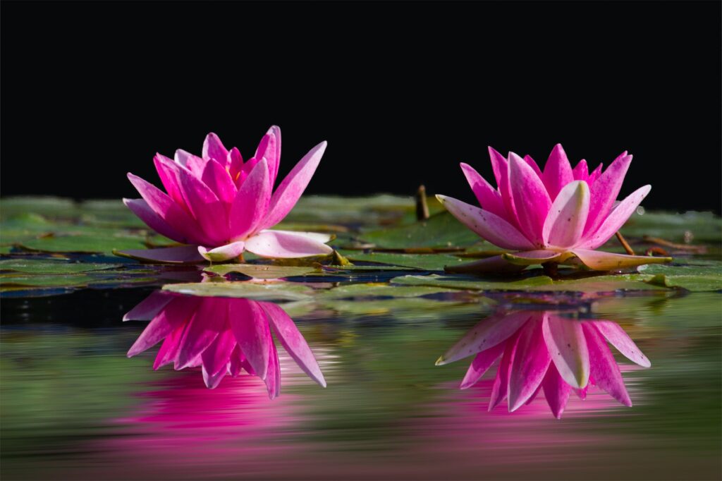 Taimefiltrid asendavad pumpasid ja filtreid 1 water lilies pink water lake 46231