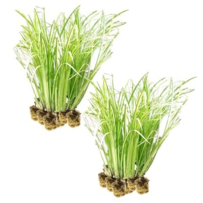 Acorus Calamus Variegatus 1 Acorus Calamus Variegatus