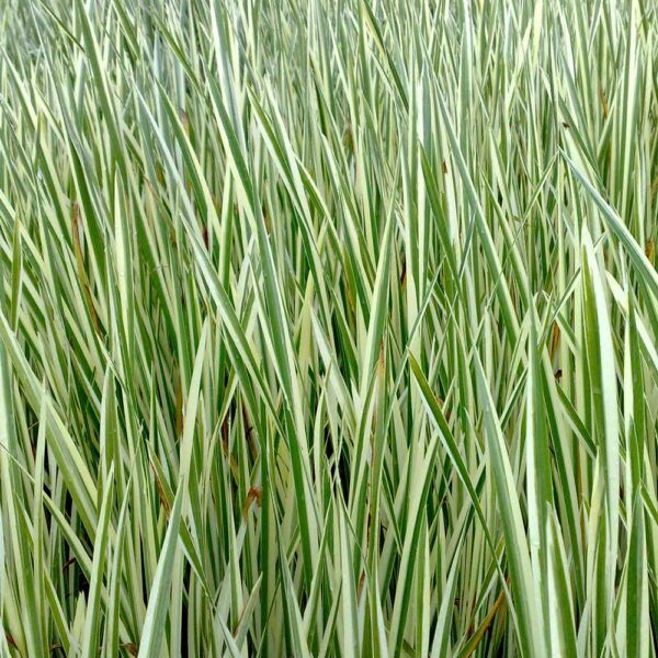 Acorus Calamus Variegatus 2 Acorus Calamus Variegatus - Pilt 2
