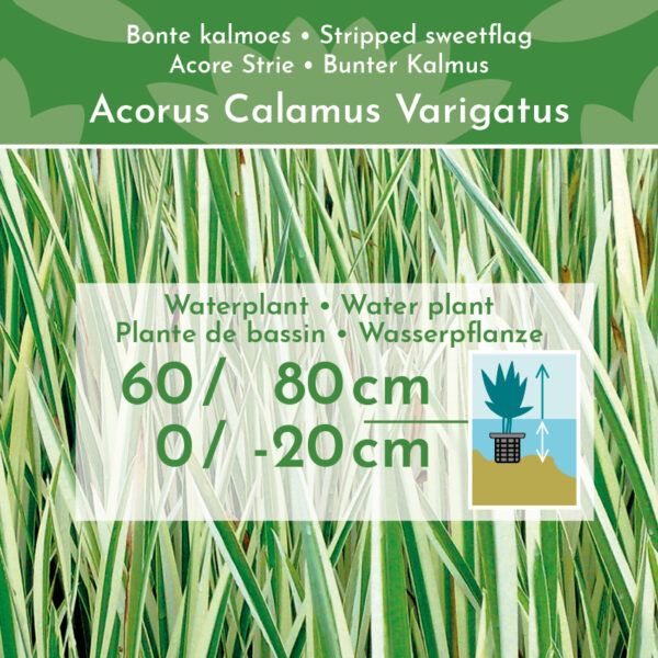 Acorus Calamus Variegatus 3 Acorus Calamus Variegatus - Pilt 3