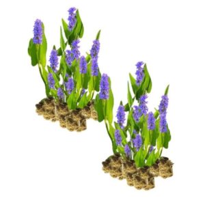 Pontederia Cordata