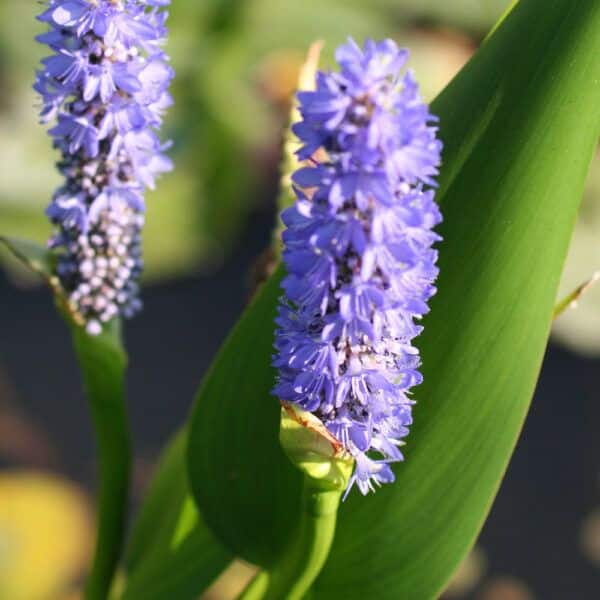 Pontederia Cordata 2 Pontederia Cordata - Pilt 2