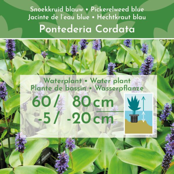 Pontederia Cordata 3 Pontederia Cordata - Pilt 3