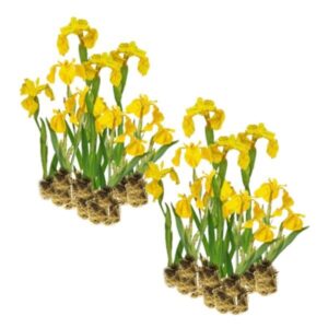 Raba iiris - 30 tükki - Iris Pseudacorus