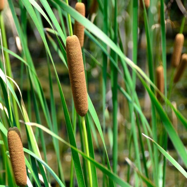 Suur hundinui 2 Suur hundinui - Pilt 2