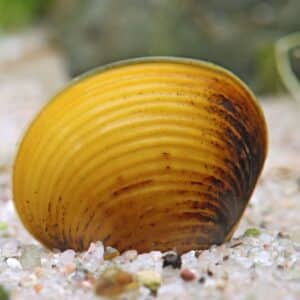 Golden Cup rannakarp Corbicula sp.