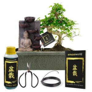 Bonsai kose komplekt – Buddha + hoolduskomplekt