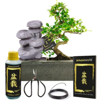 Bonsai kose komplekt – Zen + hoolduskomplekt 1 Bonsai kose komplekt – Zen + hoolduskomplekt